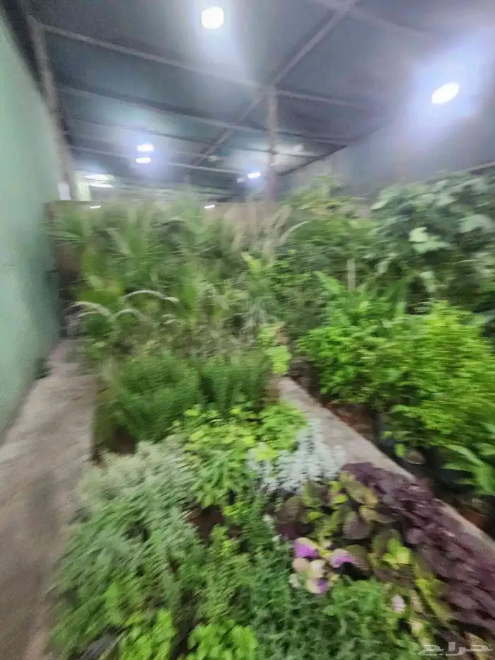 اشجار زراعيه فني زراعه 4