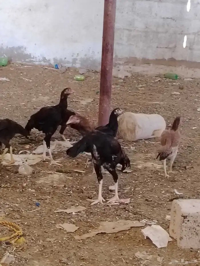 فروخ دجاج باكستاني العمر خمسه شهور و15يوم 1