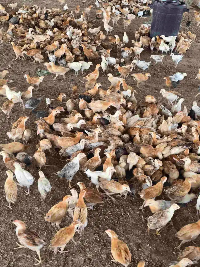 صوص بلدي فواتح شهر ونص 1