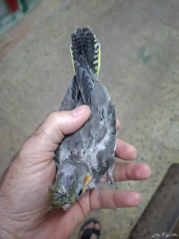 فرخ كروان ( تم البيع ) 1