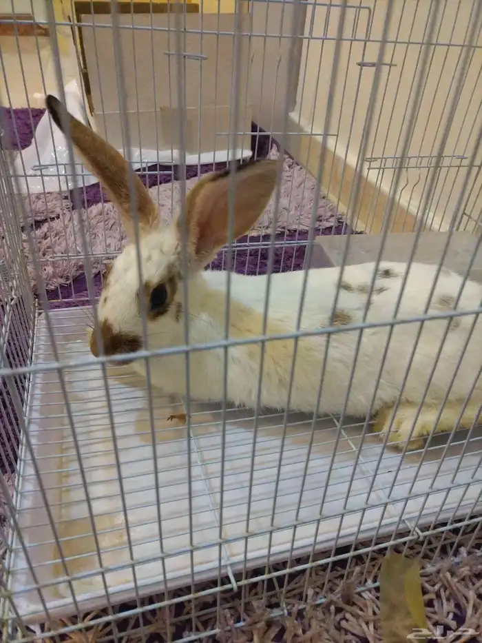 ارنب للبيع نضيف ومافيه ولا أمراض 0