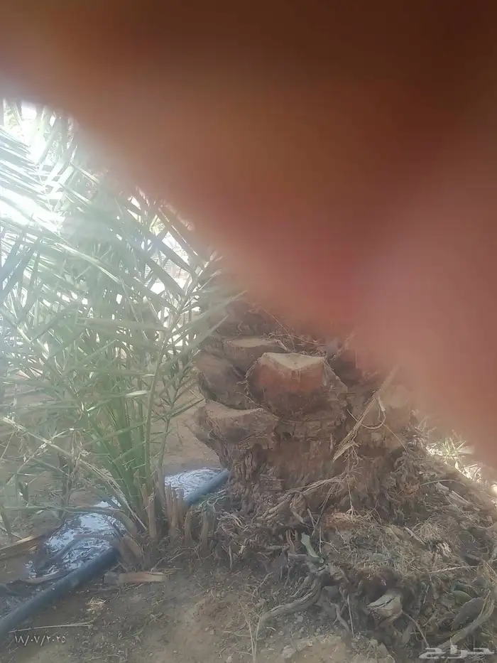 فسائل بياض نجران عدد وتمرهها كفو 4