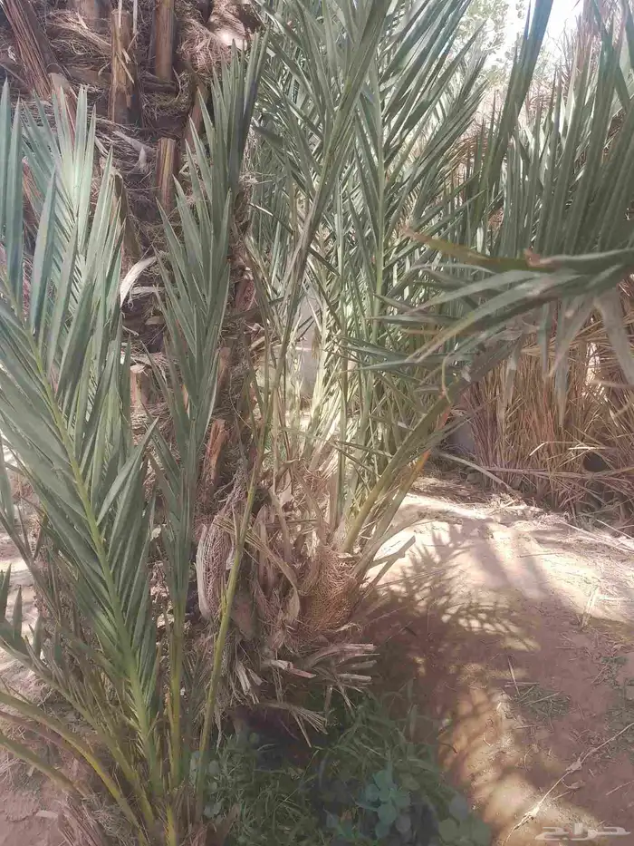 فسائل بياض نجران عدد وتمرهها كفو 2