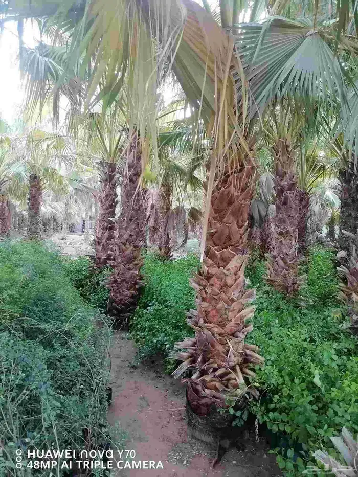 نخيل واشنطني زينه للبيع 1