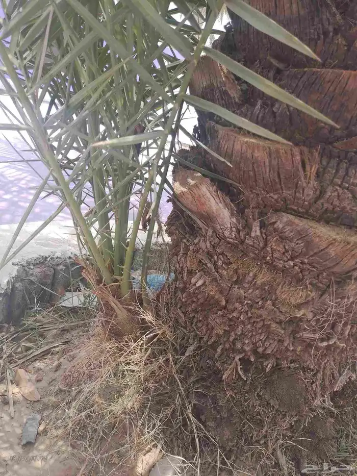 فسائل بياض نجران عدد وتمرهها كفو 3