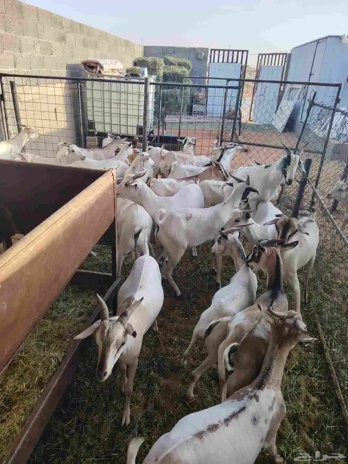لدينا تيوس صوماليه مرابي 0