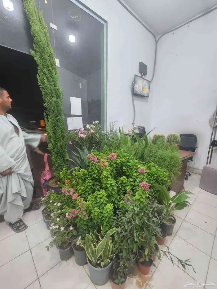 اشجار زراعيه فني زراعه 9