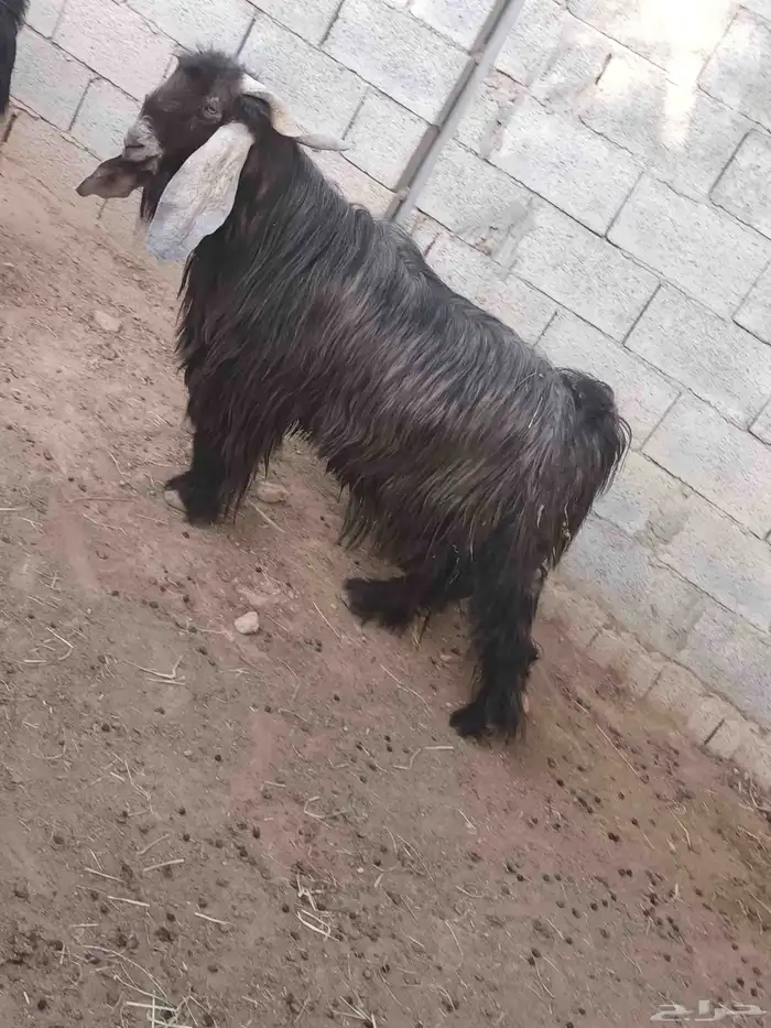 تيس فحل للبيع الدلم الخالديه 1