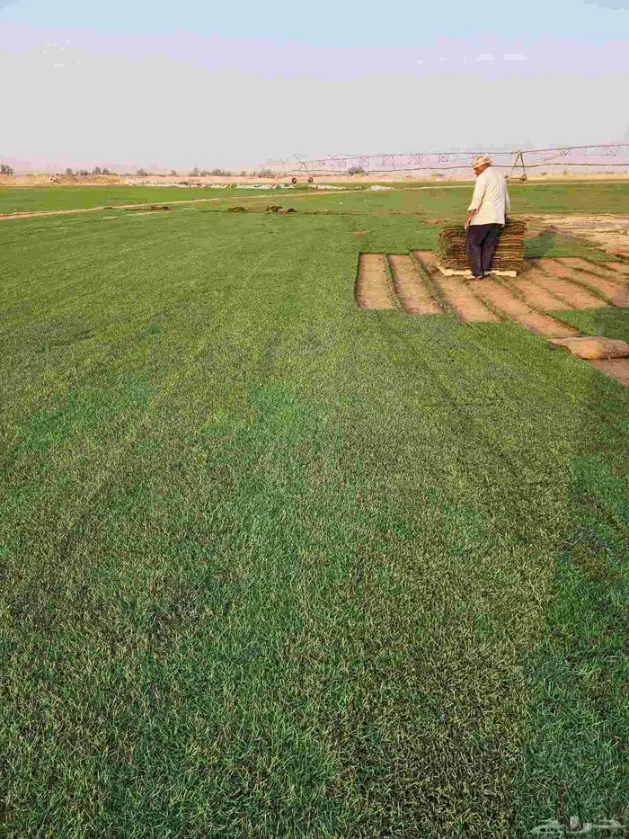 ثيل طبيعي سي الفين 6