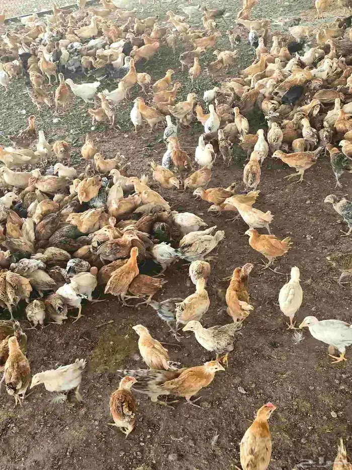 صوص بلدي فواتح شهر ونص 5