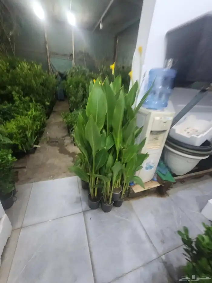 اشجار زراعيه فني زراعه 7