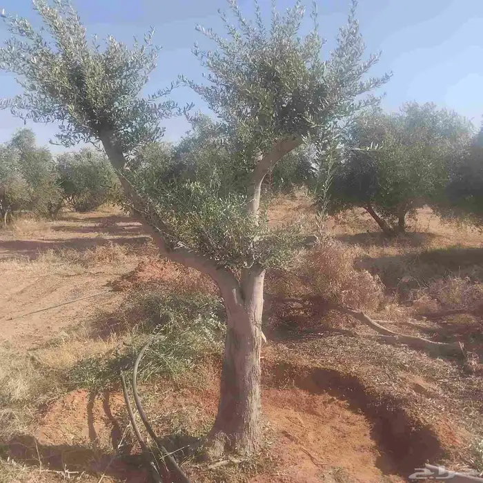 يوجد لدينا زيتون معمر زيتون وسط الحجم وشتلات أسعار طيبه 4