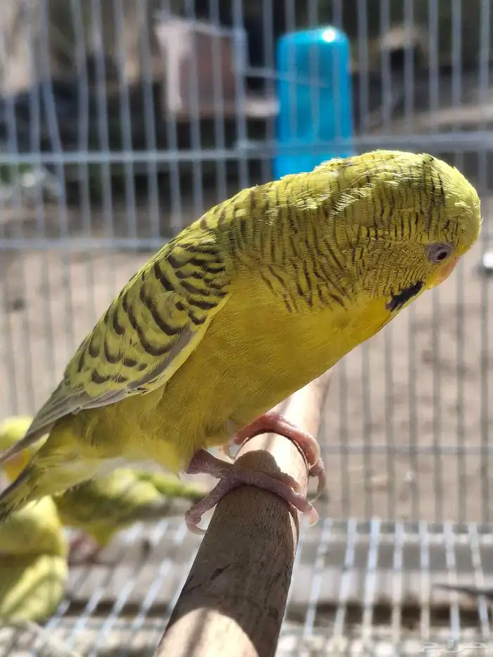 اجواز حب طفرات عيون حمر منتجه 4