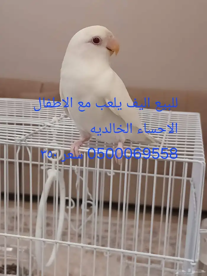 طير اليف للبيع 0