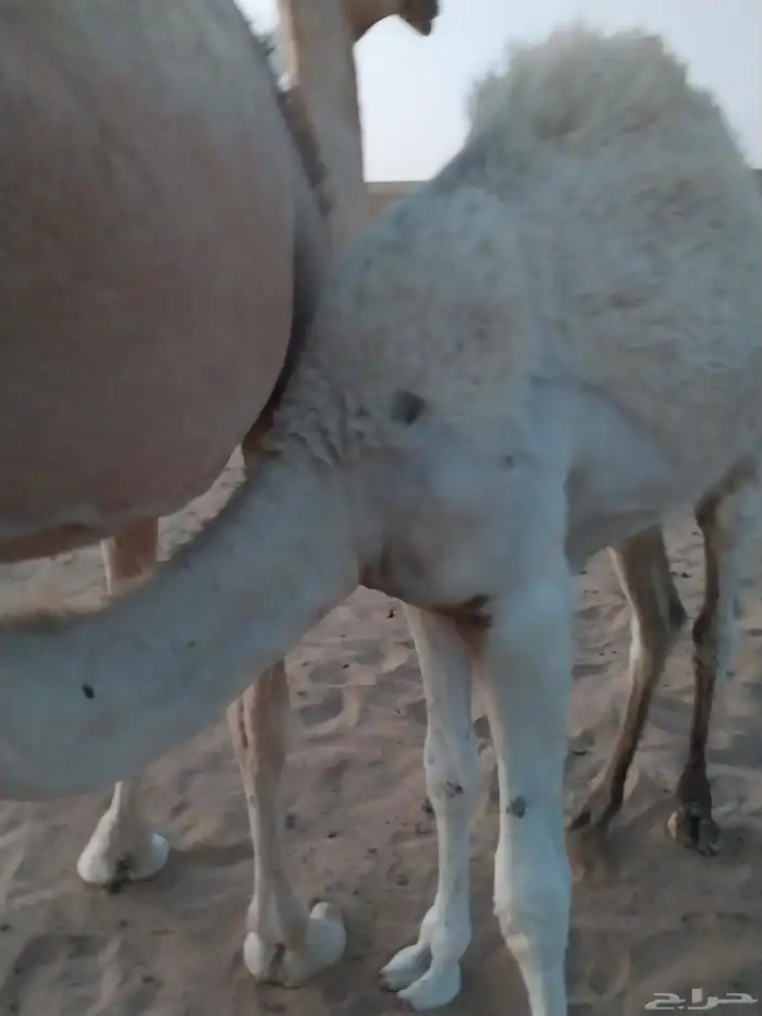 عشرا كفو تحتها قعود مغلق 1