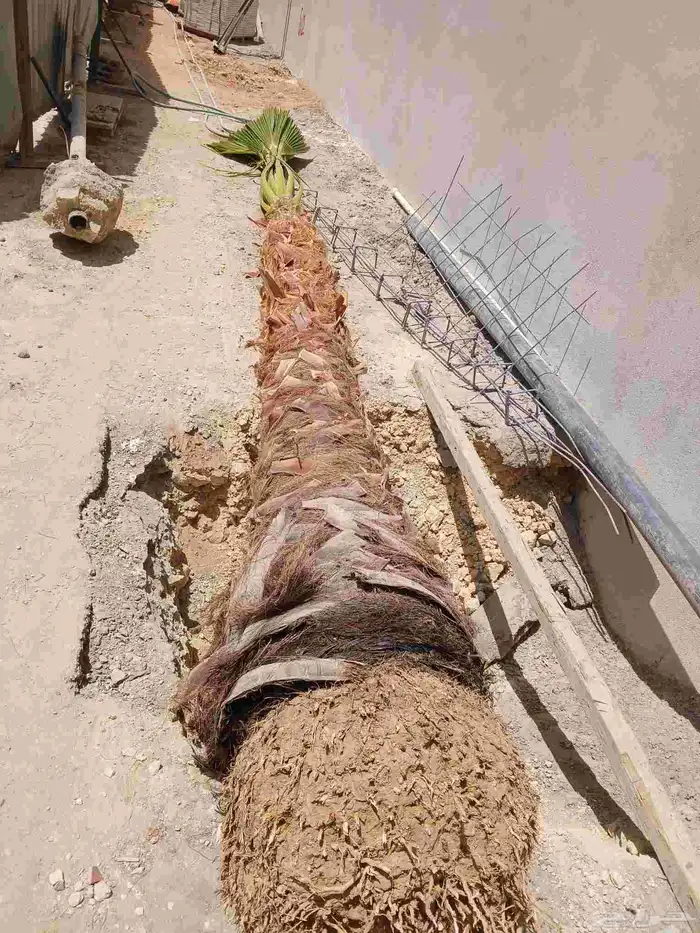 تنسيق حدائق ابو عدي 1