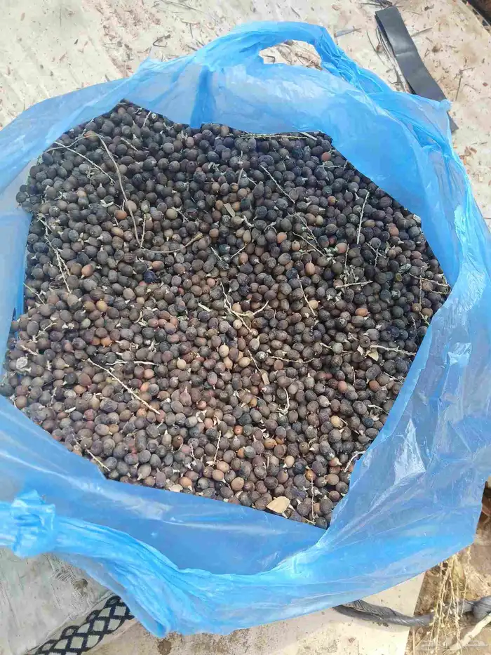 يوجد بدر نخيل أمريكي وشنطني رقم واحد 1