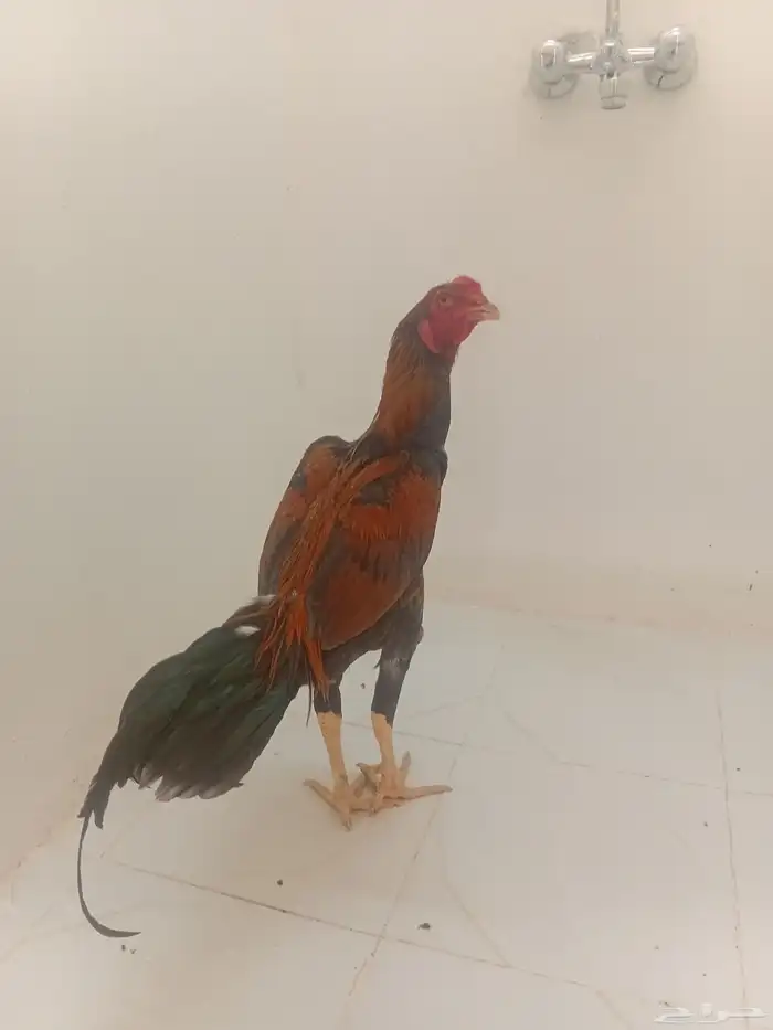 ديك سندي فارسي شرط 5