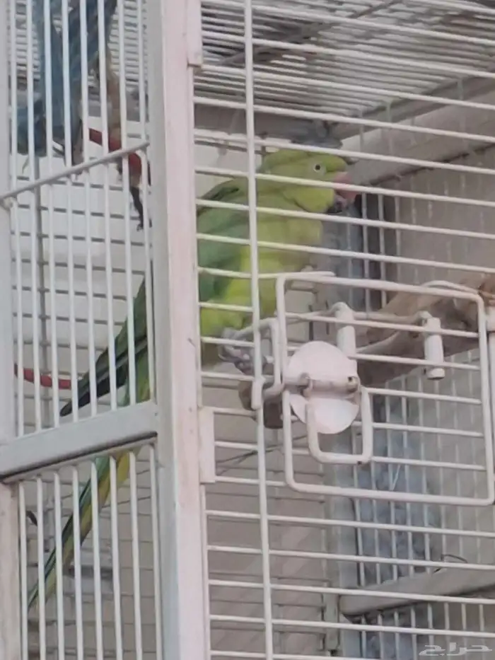 دره هندي جهازه للنتاج 0