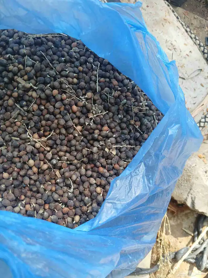 يوجد بدر نخيل أمريكي وشنطني رقم واحد 0