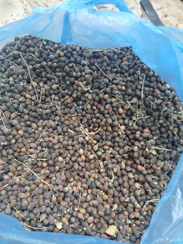 يوجد بدر نخيل أمريكي وشنطني رقم واحد 2