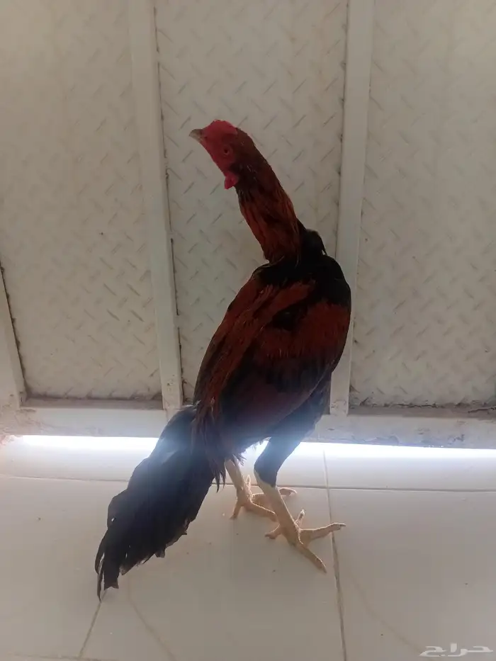ديك سندي فارسي شرط 8