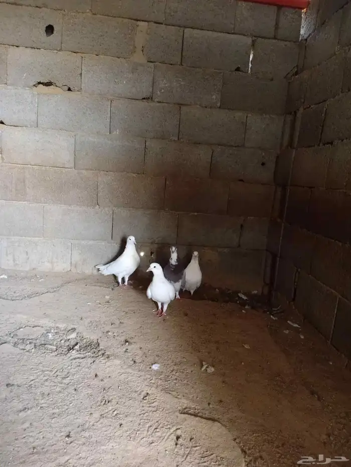 زوجين حمام فرنسي فاخر 0