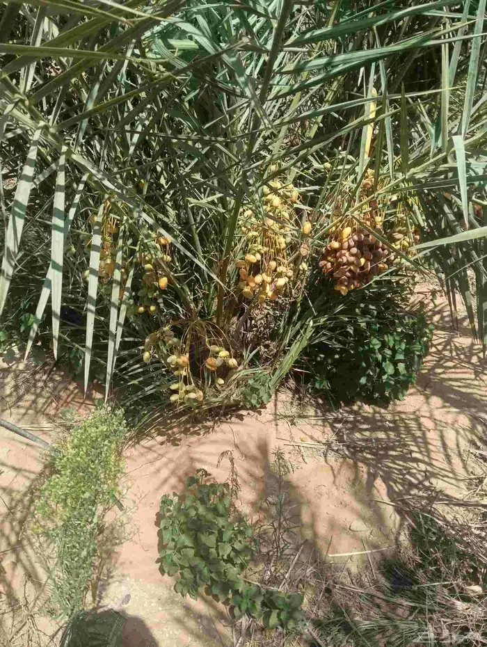 يوجد لدينا فروخ هنا قايل مضمونه وشغل ممتاز 3