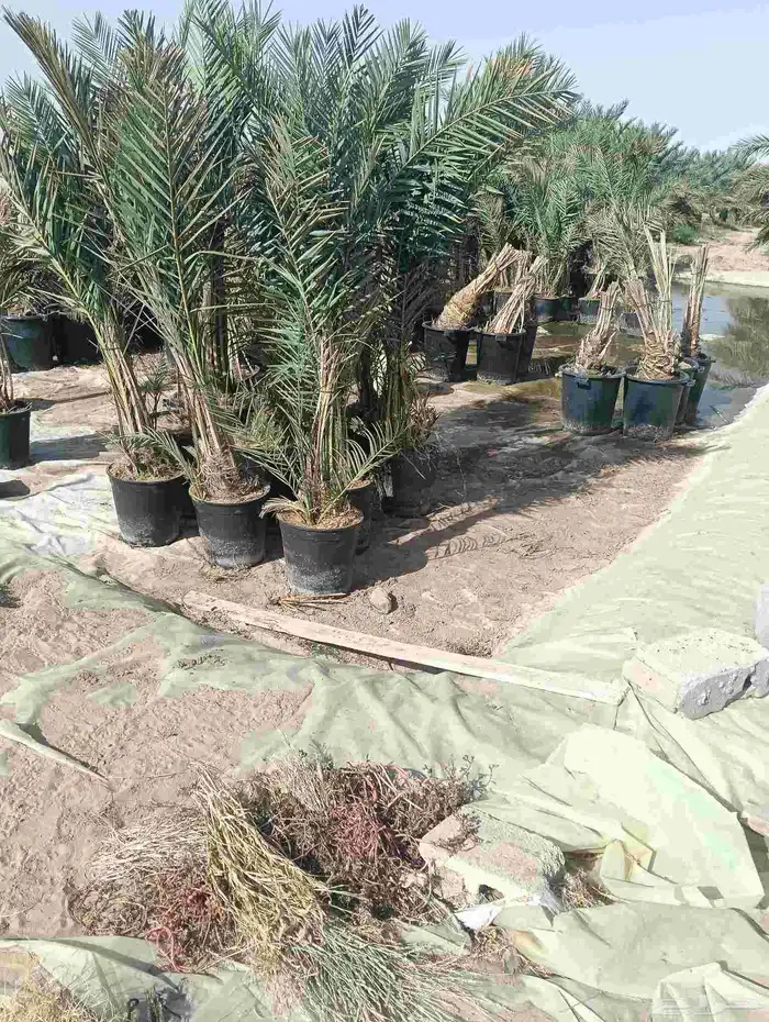 يوجد لدينا فروخ هنا قايل مضمونه وشغل ممتاز 1