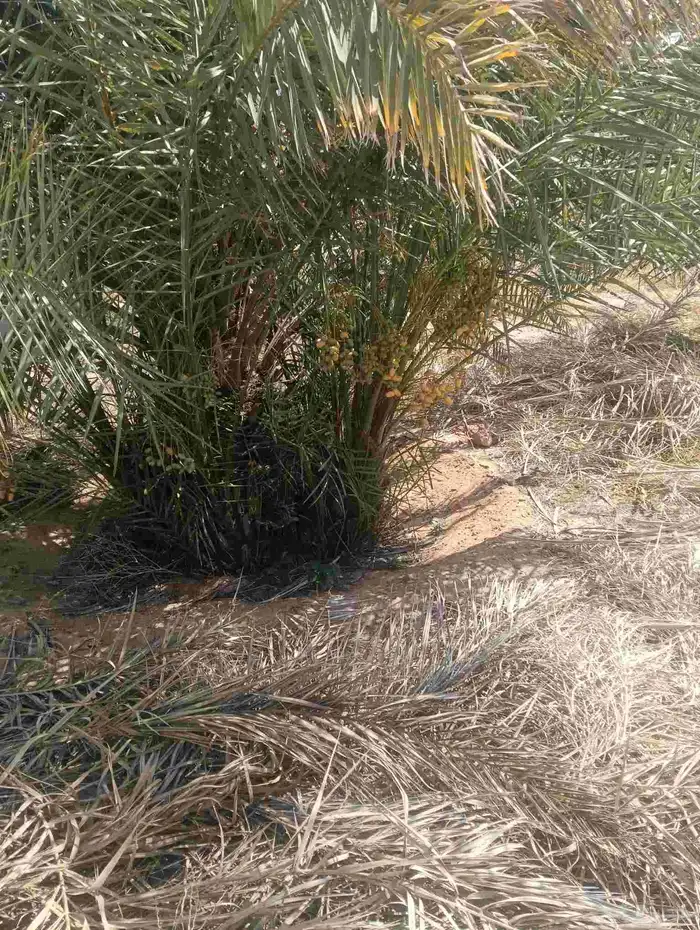 يوجد لدينا فروخ هنا قايل مضمونه وشغل ممتاز 7