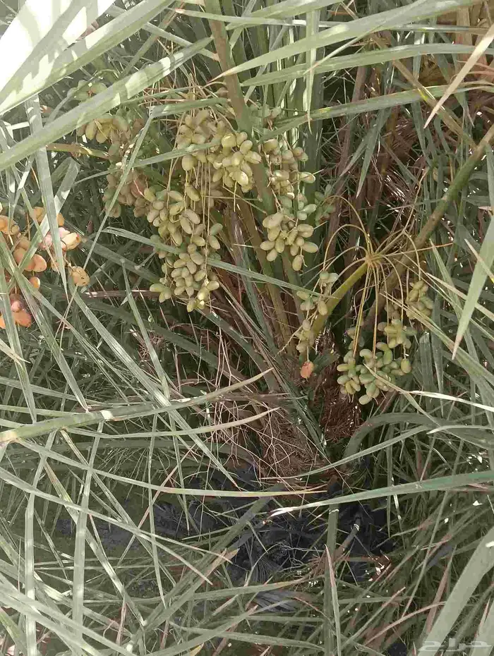 يوجد لدينا فروخ هنا قايل مضمونه وشغل ممتاز 8