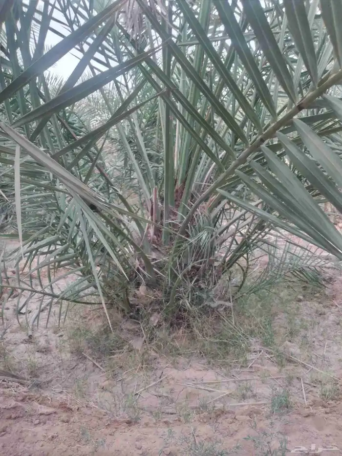 نخل جميع الانواع والمقاسات فسايل ونقايل 1