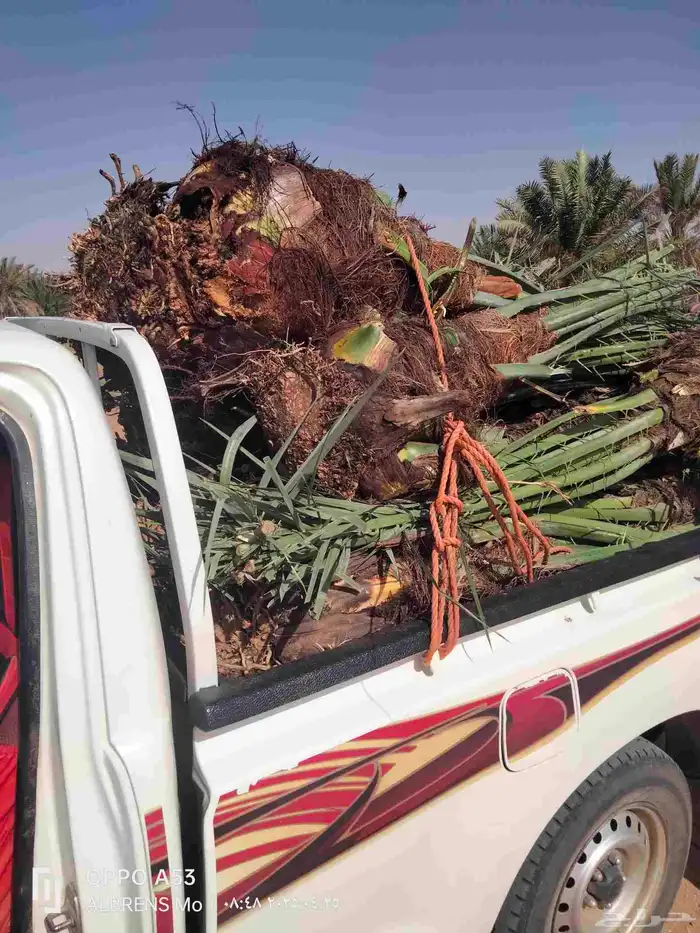 نخل فسائل احجام ممتازة 3