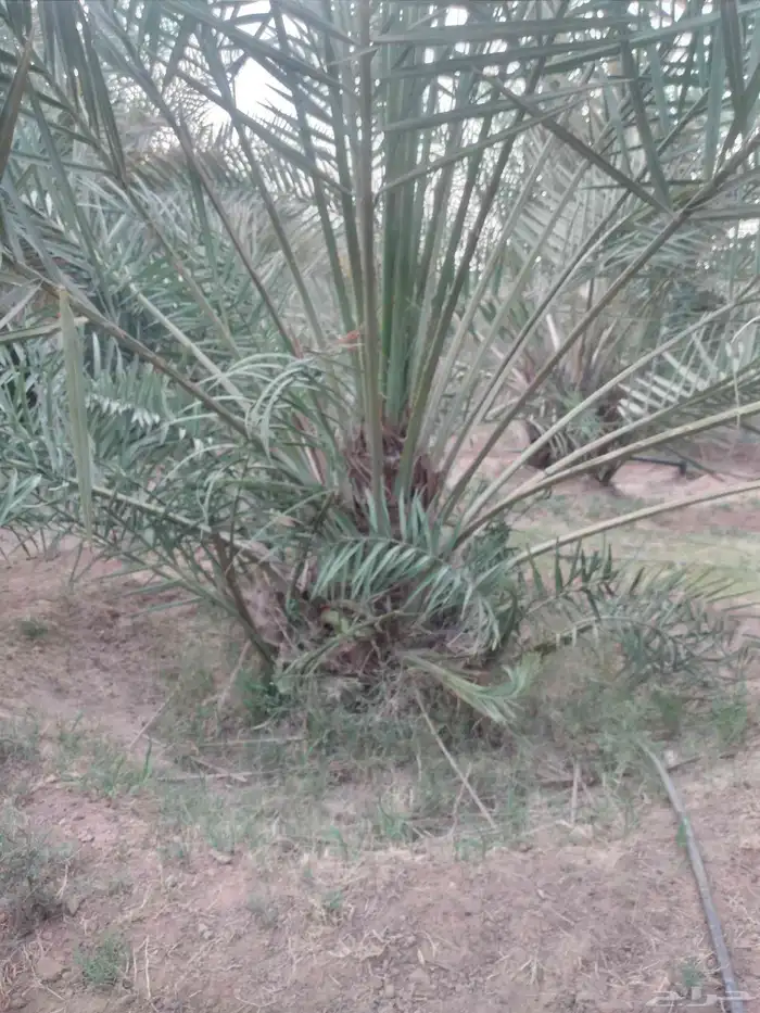 نخل جميع الانواع والمقاسات فسايل ونقايل 0