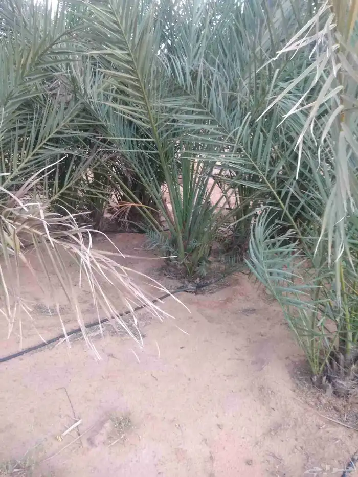 نخيل بجميع انواعها 5