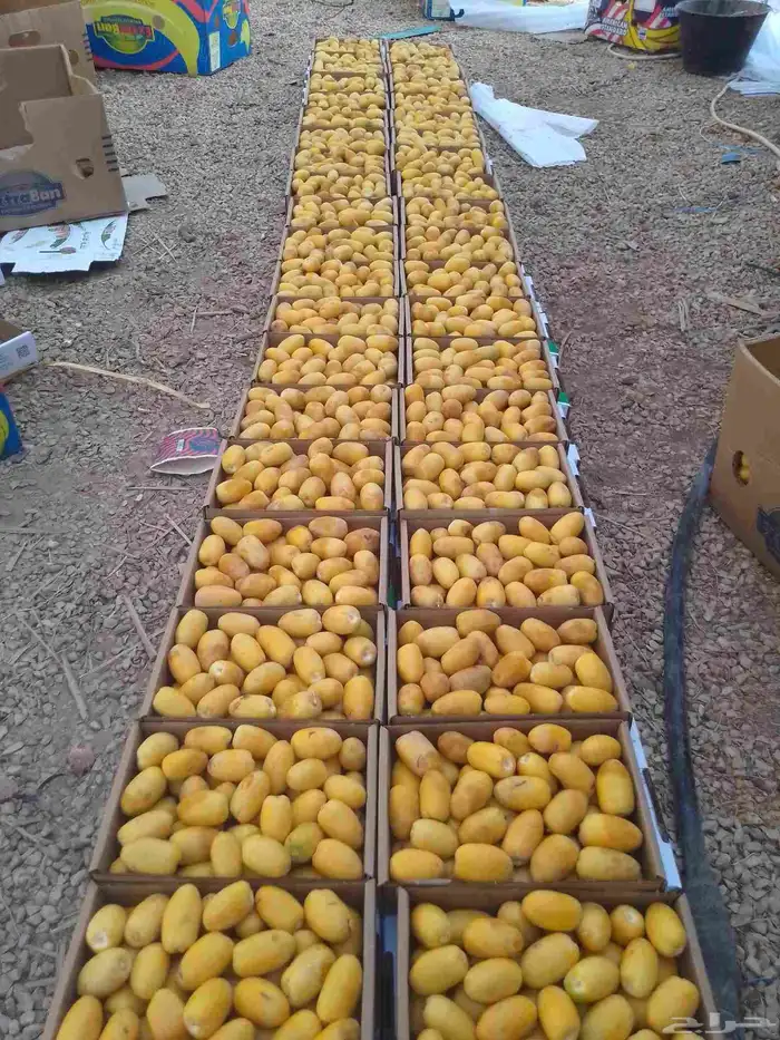 اخلاص رطب 0