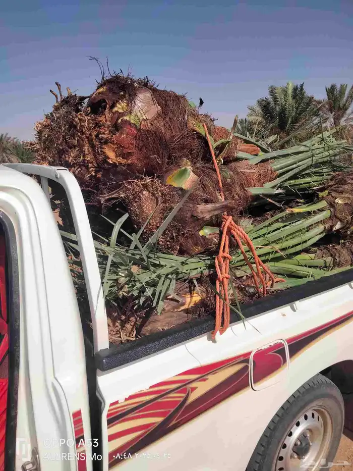 نخل فسائل احجام ممتازة 4