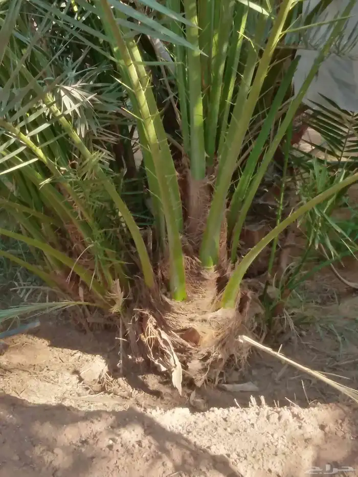 نخيل بجميع انواعها 7