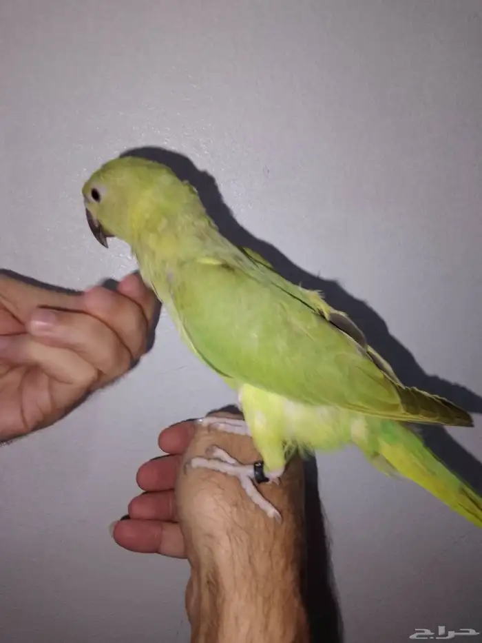 ببغاء دره هندي أليف جدا 0
