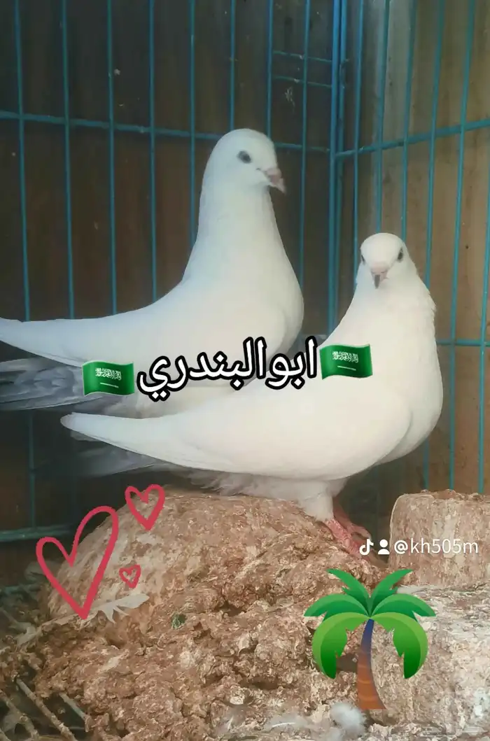 حمام باكستاني وحشي 0