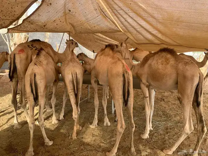 متاح 10 روس قعدان مفاريد صحة ممتازة البيع كلهم مع بعض 0