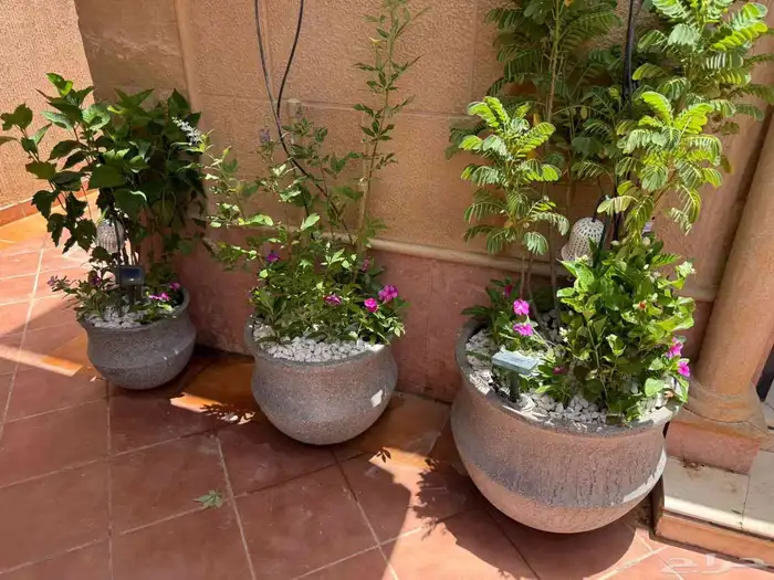 تنسيق حدائق ابو عدي 4