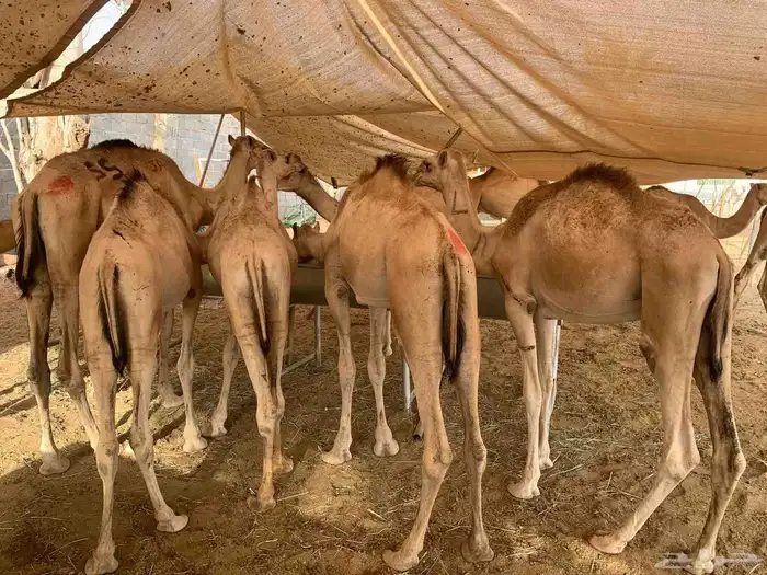 قعدان صوماليه لبيع الجمله 1