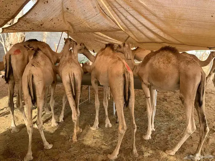 متاح 10 روس قعدان مفاريد صحة ممتازة البيع كلهم مع بعض 1