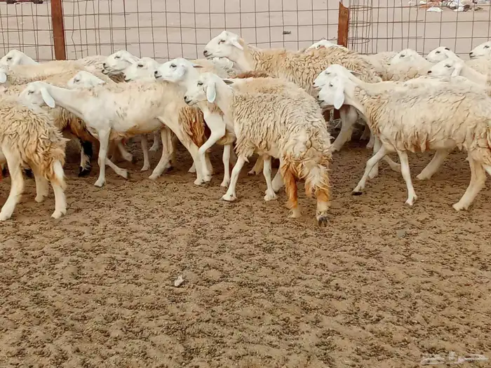 رخال العدد 68دفيع 6