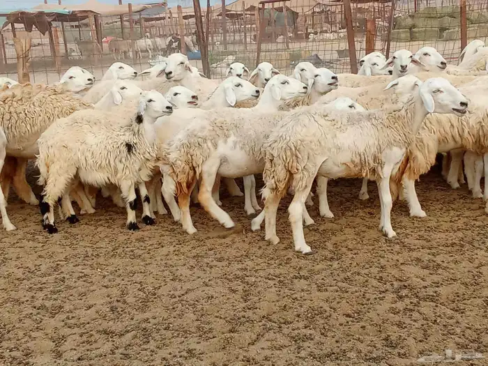 رخال العدد 68دفيع 5