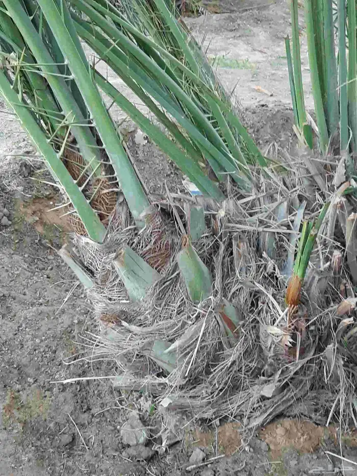 نخل جميع الانواع والمقاسات فسايل ونقايل 7