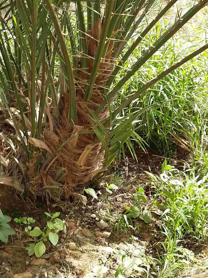 نخل جميع الانواع والمقاسات فسايل ونقايل 4