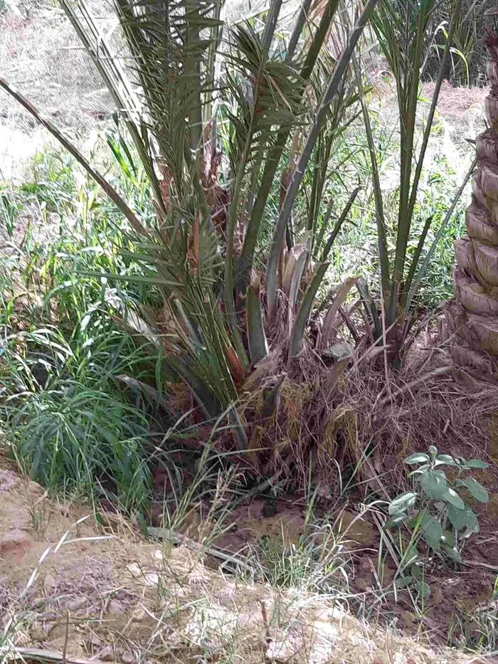 نخل جميع الانواع والمقاسات فسايل ونقايل 5