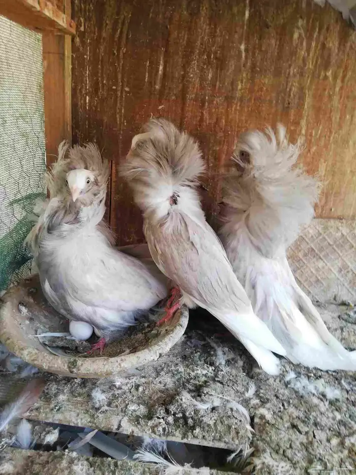 حمام جوكوبين (4 أجواز) 0